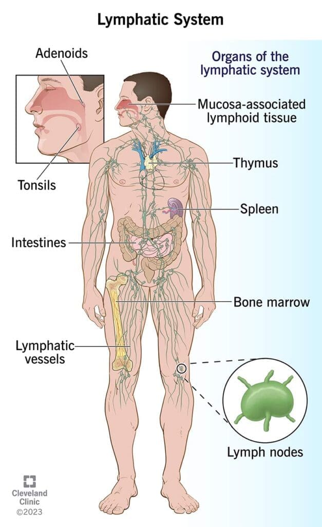 Image credit Cleveland Clinic
https://my.clevelandclinic.org/health/body/21199-lymphatic-system